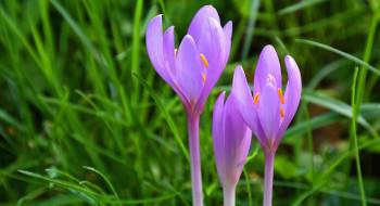 Covid-19 : sur la piste de la colchicine