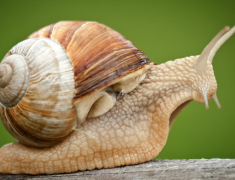 Vaccin anti-Covid-19 Moderna : pourquoi tant de lenteur à la livraison ?