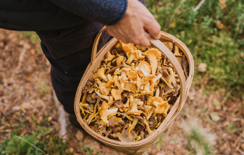 Champignons : encore des intoxications