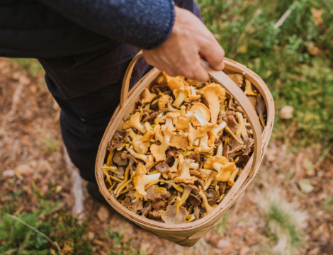 Champignons : encore des intoxications