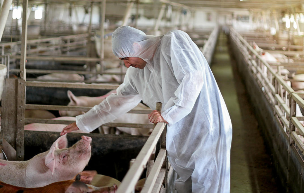 Cas humain de virus influenza porcin en Bretagne : le pharmacien mis à contribution, mais…