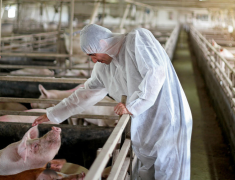 Cas humain de virus influenza porcin en Bretagne : le pharmacien mis à contribution, mais…