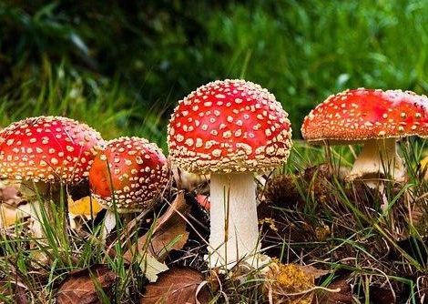 Champignons : les bonnes recettes pour éviter l’intoxication