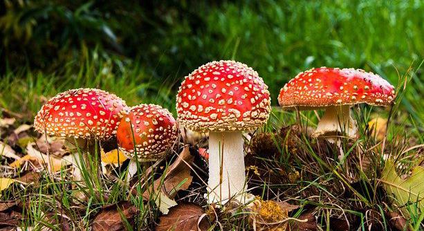 Champignons : les bonnes recettes pour éviter l’intoxication