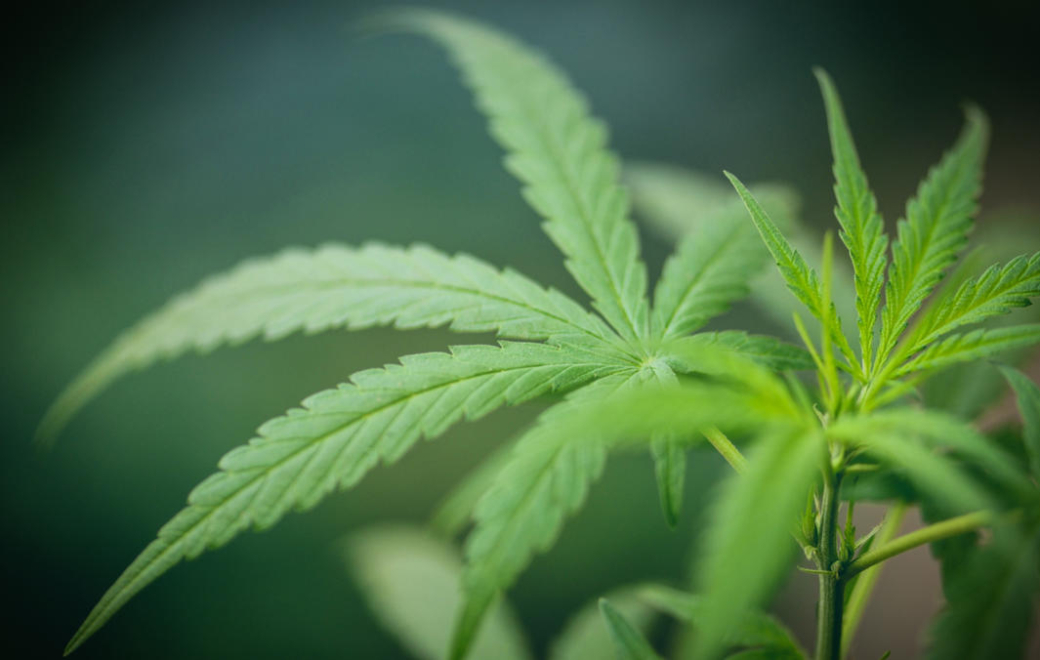 Cannabis à usage médical : l&rsquo;expérimentation peut compter sur des pharmaciens motivés