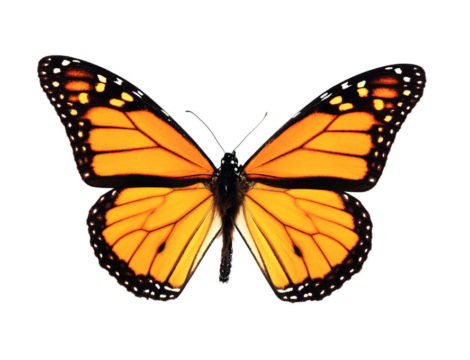 Freestyle : les modalités de commande changent au 1er janvier 2022