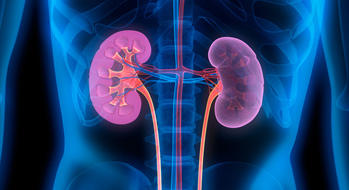 Méthotrexate à haute dose : des mesures pour prévenir la toxicité rénale