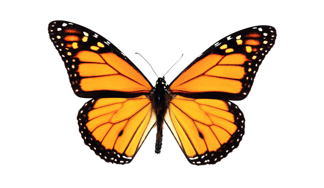 FreeStyle : les promesses d&rsquo;Abbott sur l&rsquo;approvisionnement aux officines