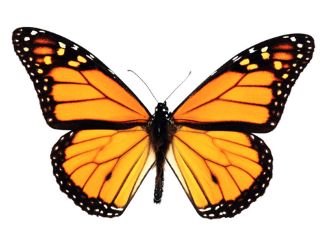 FreeStyle : les promesses d’Abbott sur l’approvisionnement aux officines