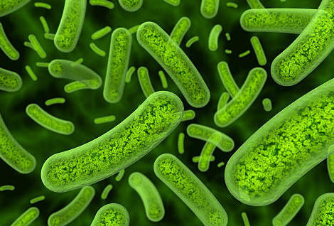 Salmonellose : 150 cas détectés dans 9 pays européens