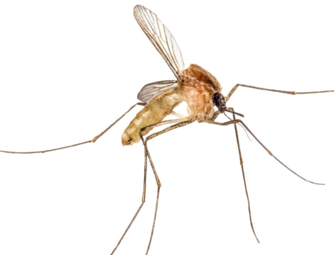 Vaccin anti-Covid-19 Moderna : un moustique dans le flacon