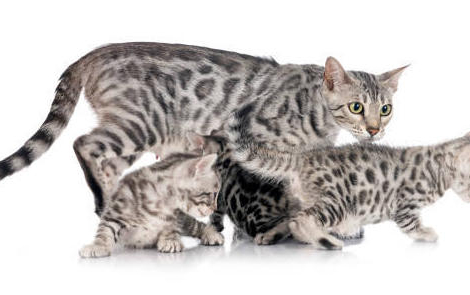 Pilules contraceptives pour animaux : l’Anses en faveur des vétérinaires