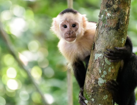 Variole du singe : vaccination recommandée, « y compris pour les professionnels de santé »