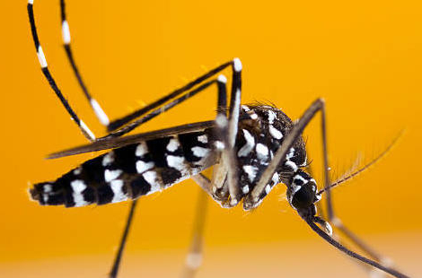 Moustique tigre : surveillance des arboviroses en métropole