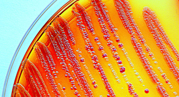 Lutte contre l’antibiorésistance : ce que peut apporter la dispensation à l’unité