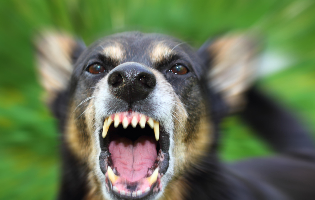 Prophylaxie antirabique : une nouvelle immunoglobuline pour remplacer Imogam Rage