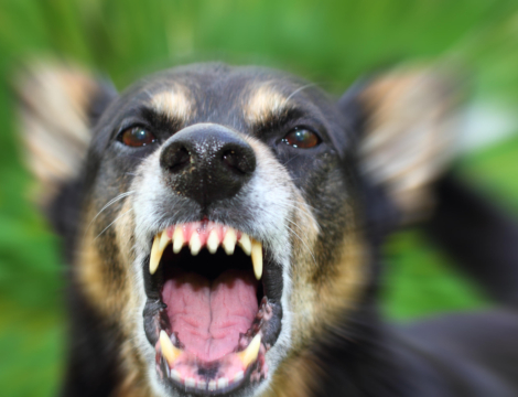 Prophylaxie antirabique : une nouvelle immunoglobuline pour remplacer Imogam Rage