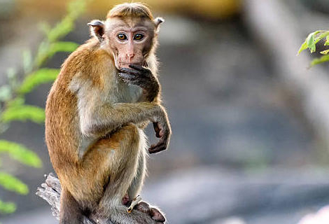 Variole du singe : le virus détecté en France