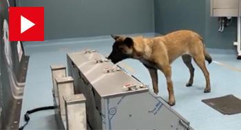 Dépistage canin du Covid-19 : des failles sur les nouveaux variants