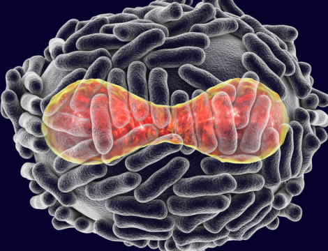 Variole du singe : la vaccination dans la balance