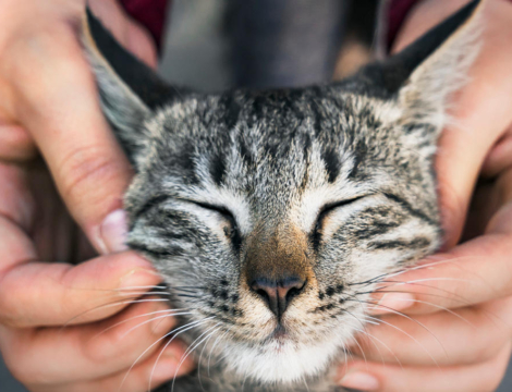 Variole du singe : la vie risquée des animaux de compagnie