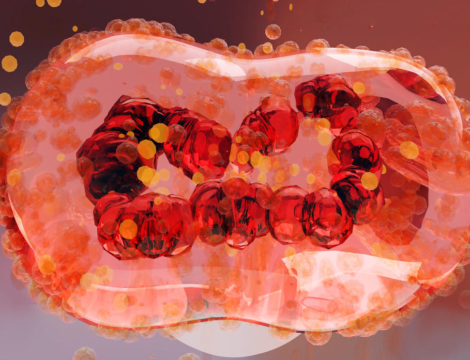 Variole du singe : le circuit du vaccin