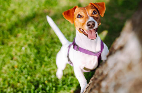 Antiparasitaires externes vétérinaires : respecter les précautions d’usage