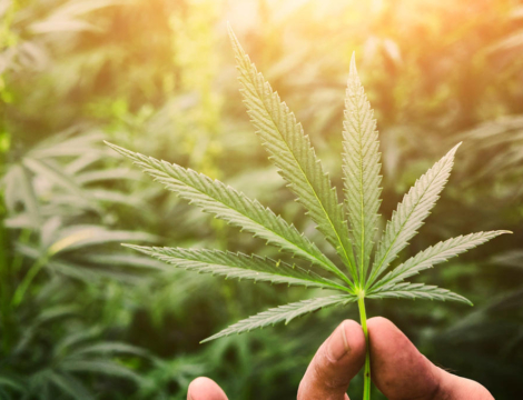 Cannabis thérapeutique : un avenir un peu flou