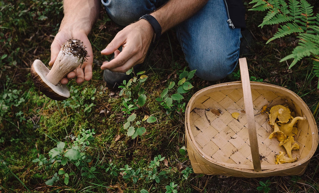 Intoxications : le retour des champignons