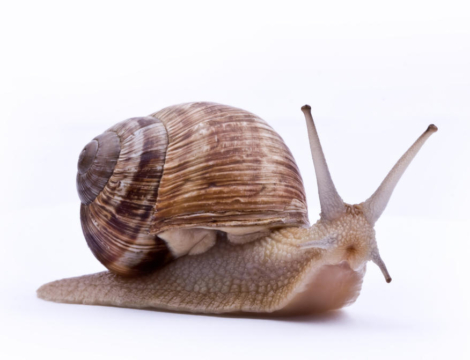 Campagne automnale anti-Covid-19 : un démarrage mou (pour l’instant ?)