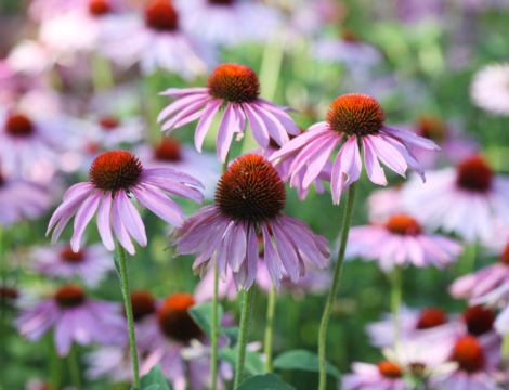 Actirub : pourquoi la prudence s’impose chez les allergiques
