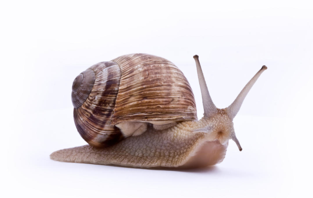 Grippe et Covid-19 : l’inquiétante perte de vitesse de la vaccination