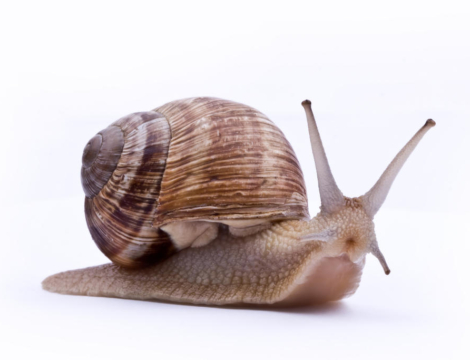 Grippe et Covid-19 : l’inquiétante perte de vitesse de la vaccination