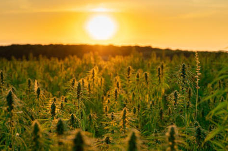 CBD : la vente des fleurs et feuilles de chanvre est autorisée