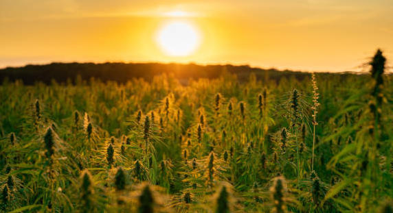 CBD : la vente des fleurs et feuilles de chanvre est autorisée