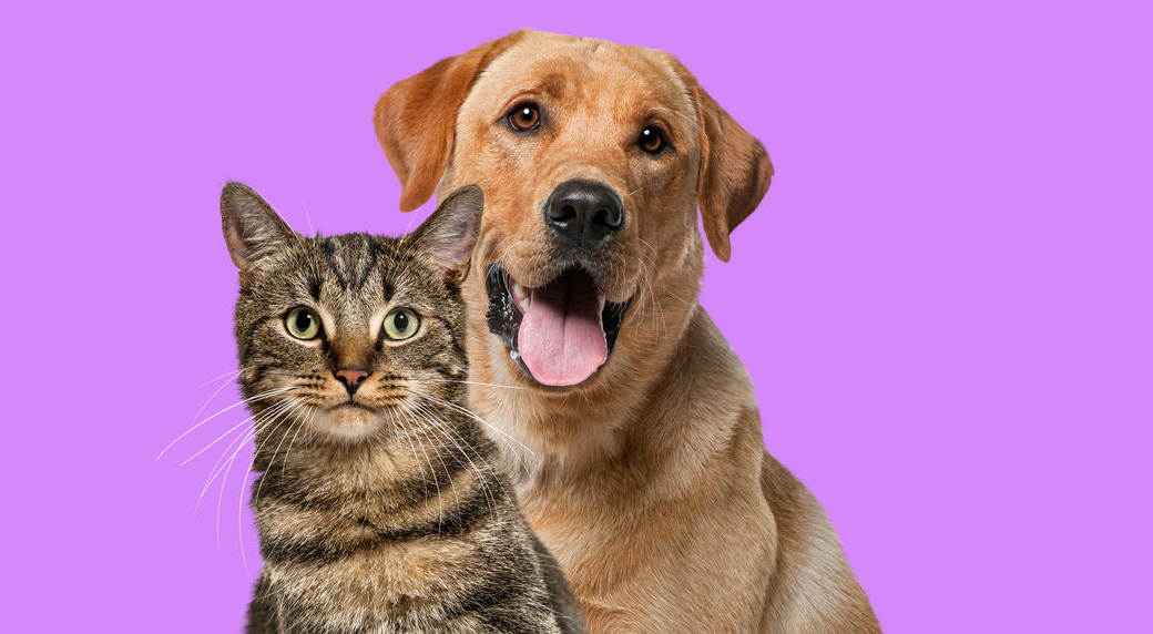 Chats et chiens : des antalgiques à éviter