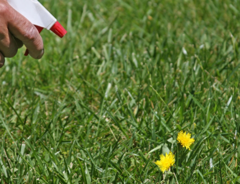 Herbicides : gare aux mélanges maison