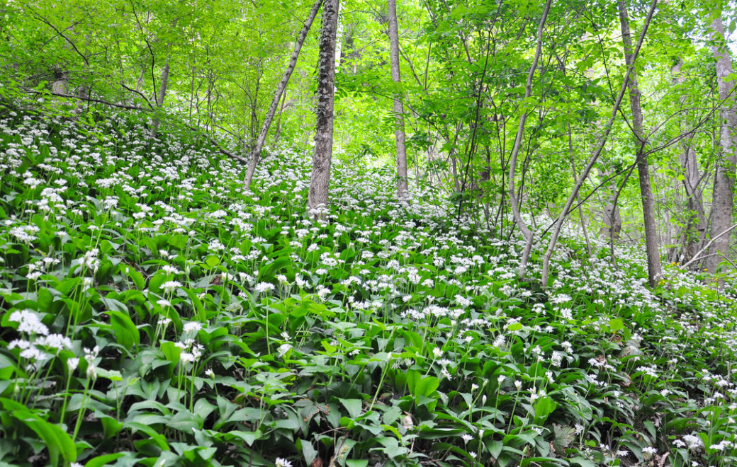 Cueillette d’ail des ours : confusions à risque mortel