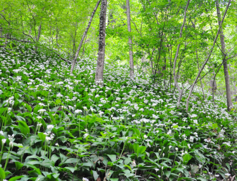 Cueillette d’ail des ours : confusions à risque mortel