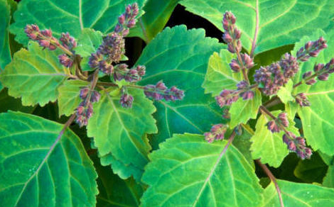 Jambes lourdes : de l’intérêt du patchouli en aromathérapie