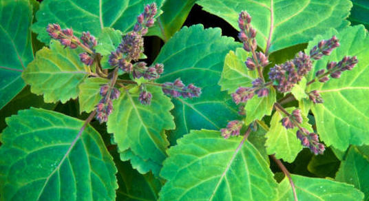 Jambes lourdes : de l’intérêt du patchouli en aromathérapie