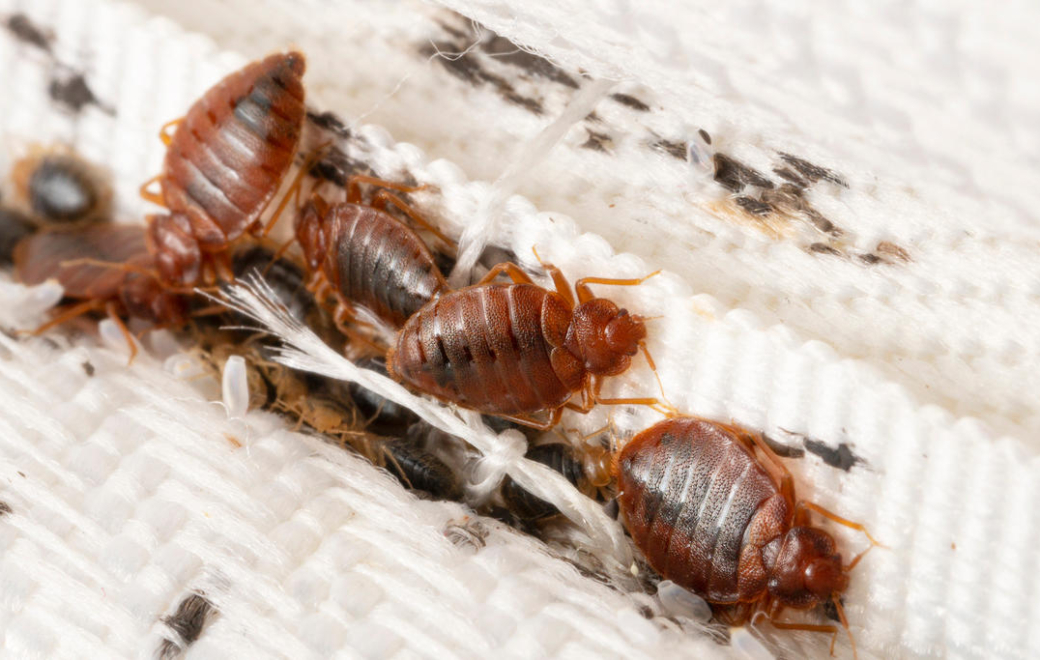 Lutte contre les punaises de lit : elle coûte bonbon