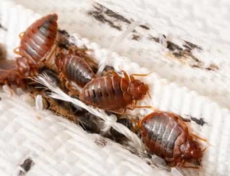 Lutte contre les punaises de lit : elle coûte bonbon