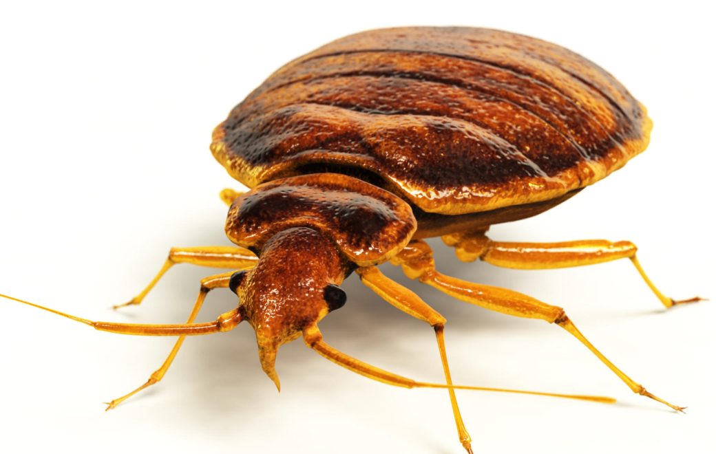 Voyageurs : halte aux punaises de lit !