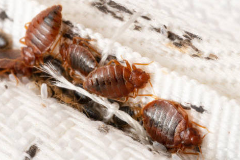 Punaises de lit : ces 4 questions que vos patients vont vous poser