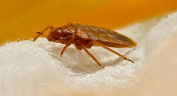 Punaises de lit : vont-elles faire la loi ?