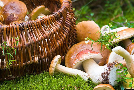 Champignons : attention aux intoxications !