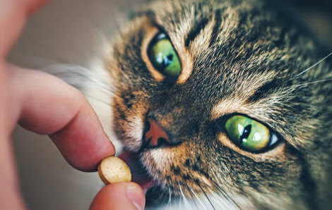 Automédication : les animaux ne sont pas épargnés par ses dangers