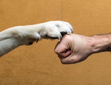 Oncologie et cardiologie :  ces passerelles entre santé humaine et santé animale