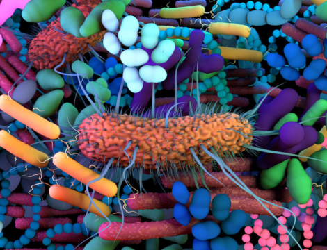 Le microbiote intestinal : un allié thérapeutique ?